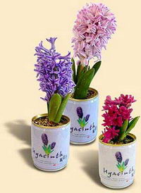 lattina con fiori lattina con fiori
