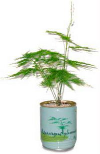 regalo fiori in lattina regalo fiori in lattina